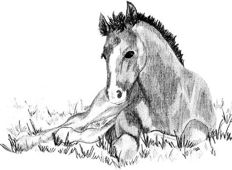 Foal