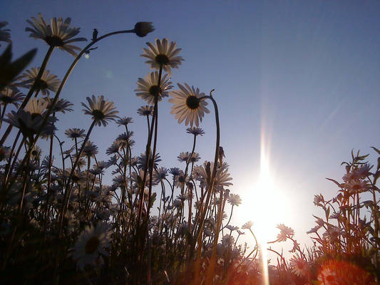 Daisies