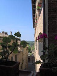 Flowers and bricks