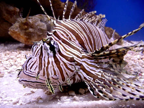 Lionfish