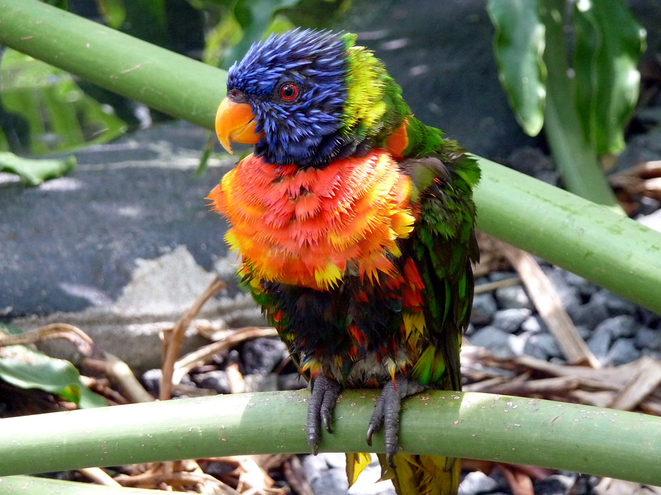 Lorikeet