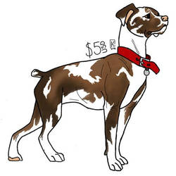 OPEN | Boxer Adopt