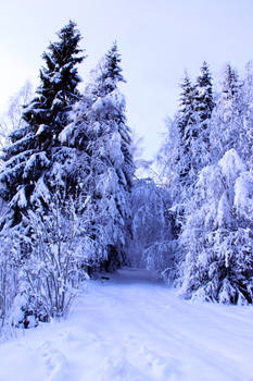 snow path stock