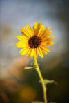 Sun Flower I by duronboy