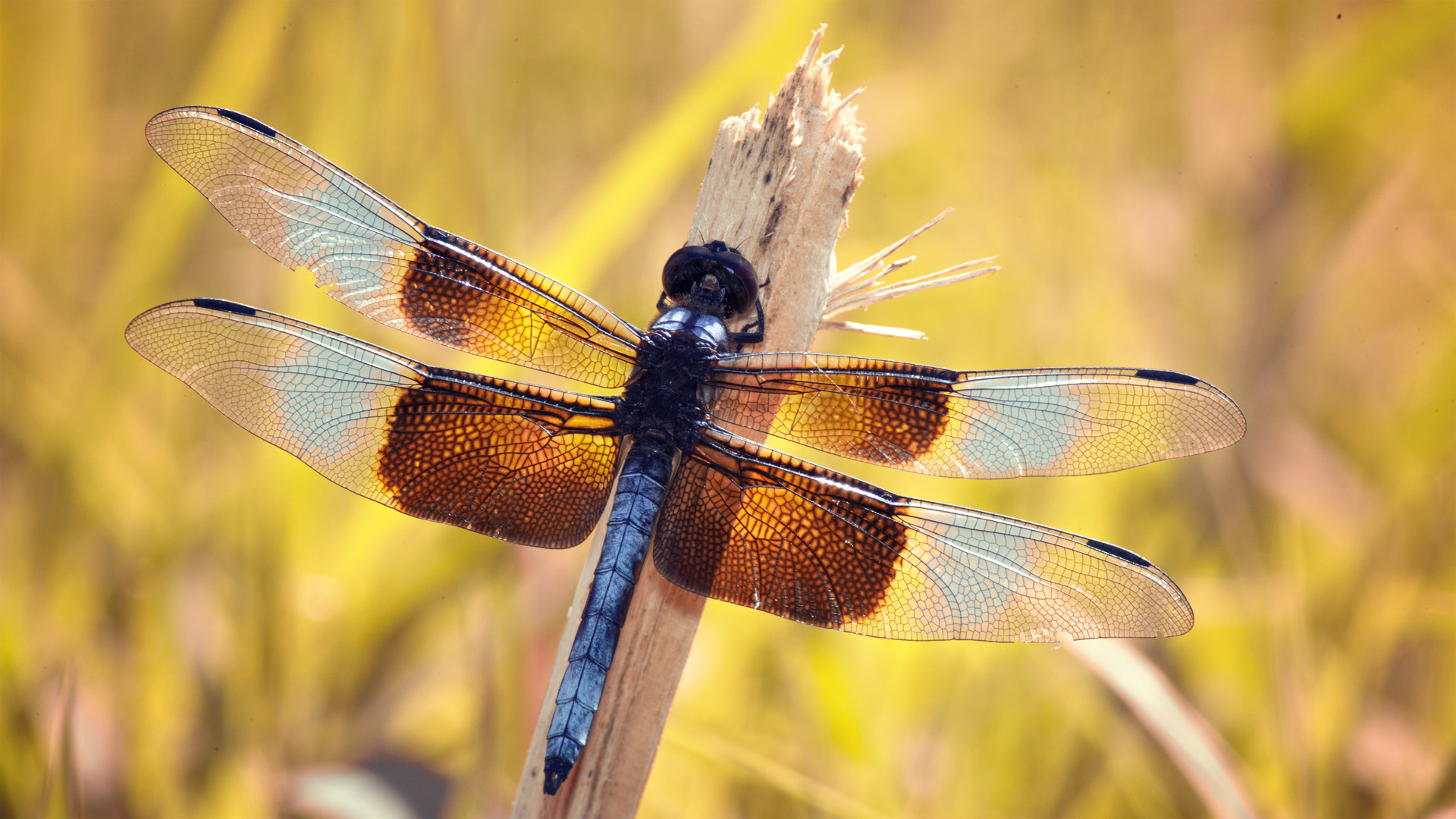 Dragon Fly