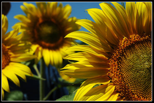 Sunflowers Land