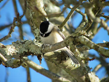 Winter Birdy