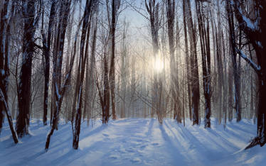 Winter forest