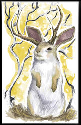 Jackalope