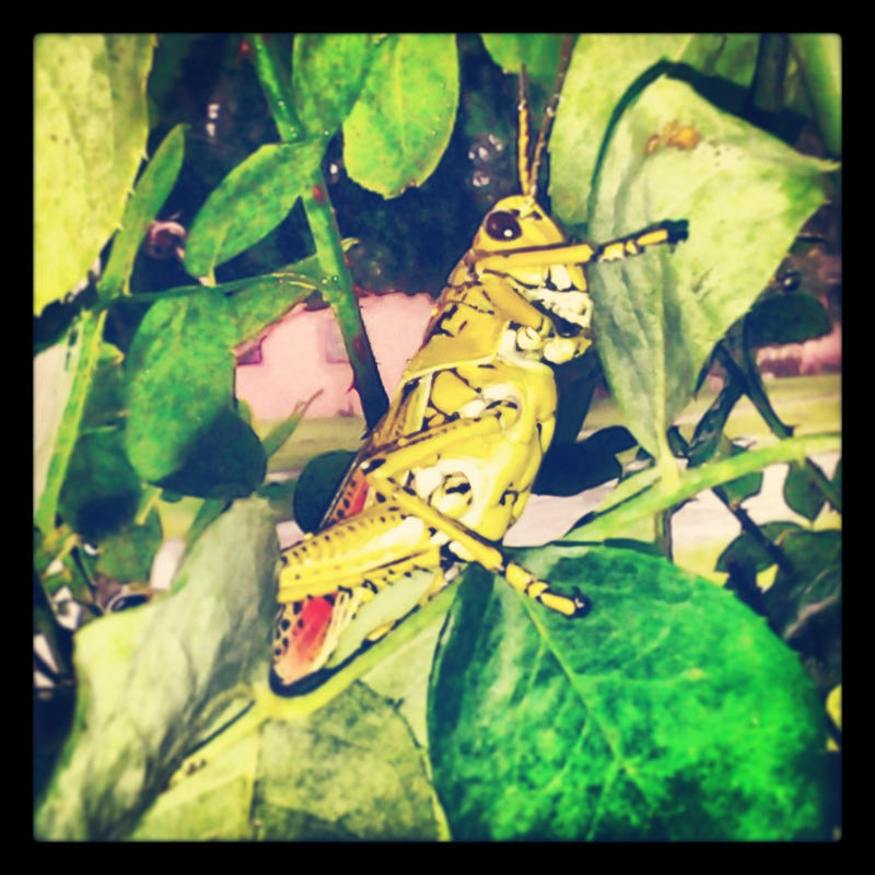 ~Locust by Jae10 on DeviantArt