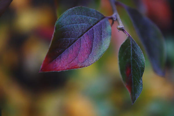 Color me 3 by Mahovaolga on DeviantArt