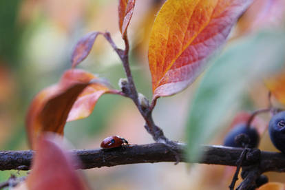 Ladybird