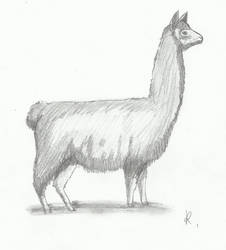 Llama