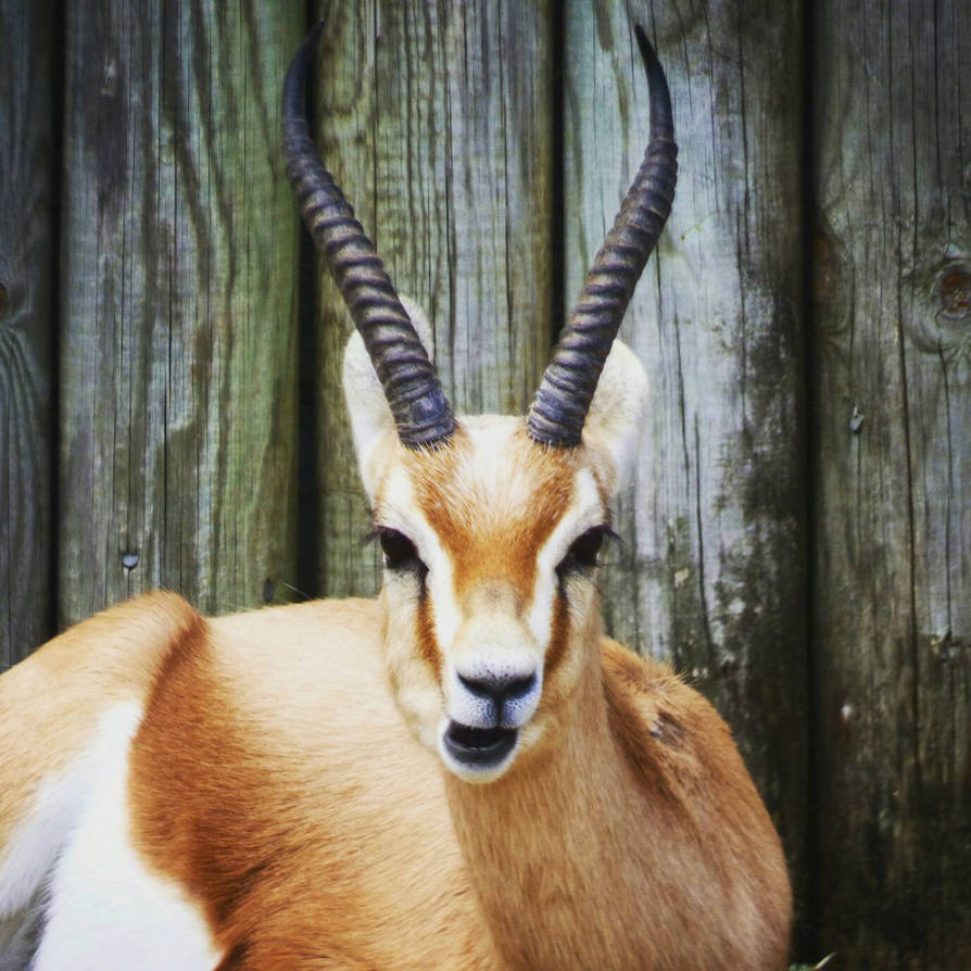 Gazelle by StormSymphonic on DeviantArt