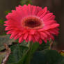 Pink Flower