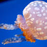 jellyfish 3