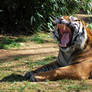 Yawning tiger