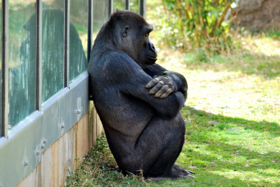 Sad Monkey