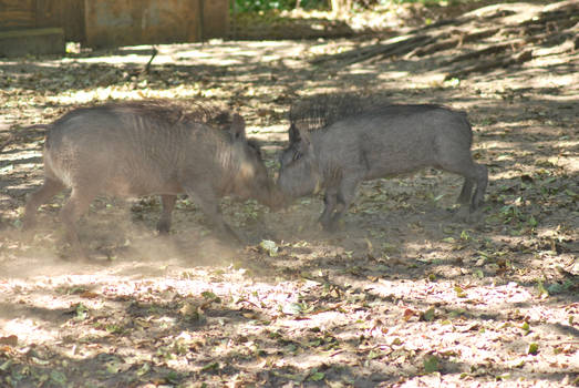 Young warthogs learning to fight