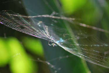 Spider webs Miami Zoo