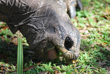 Hungry Tortoise