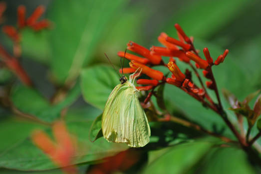 Butterfly Miami zoo