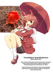 Gijinka - Velvet Mite (Trombidium grandissimum)