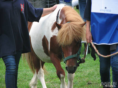 Shetland Pony 1