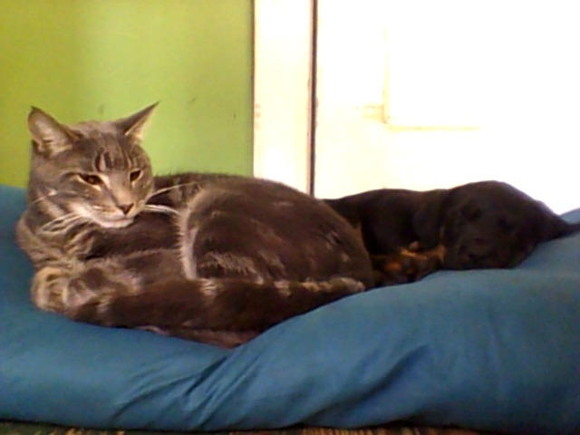 Rex and riley by megacat221 on DeviantArt