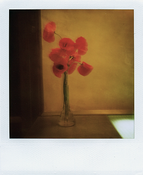 Still Life with Poppies