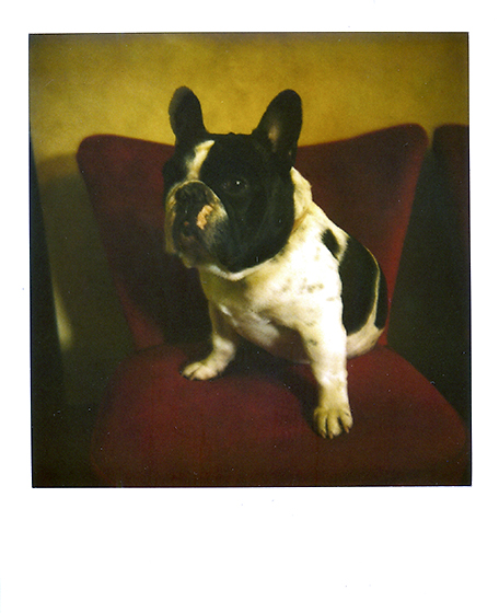 portrait of a dog