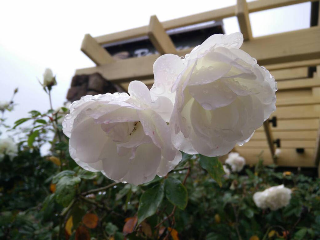 Two White Roses by artmklu on DeviantArt