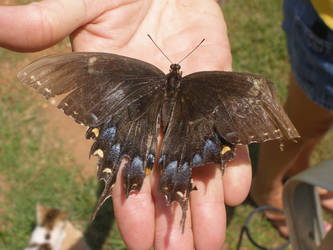 injured butterfly