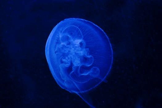 blue jellyfish - meduse bleue