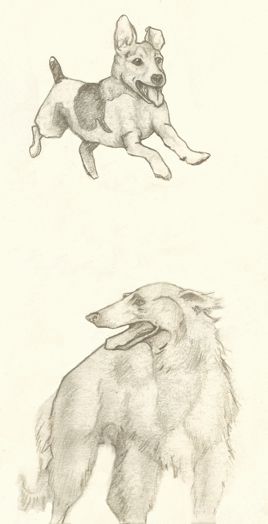 Dog Sketches