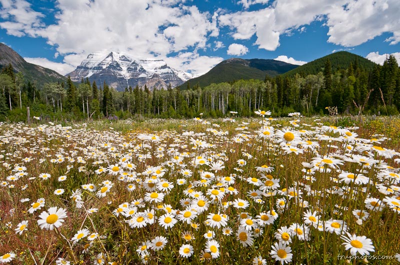 Mount Robson