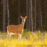 White-tailed deer