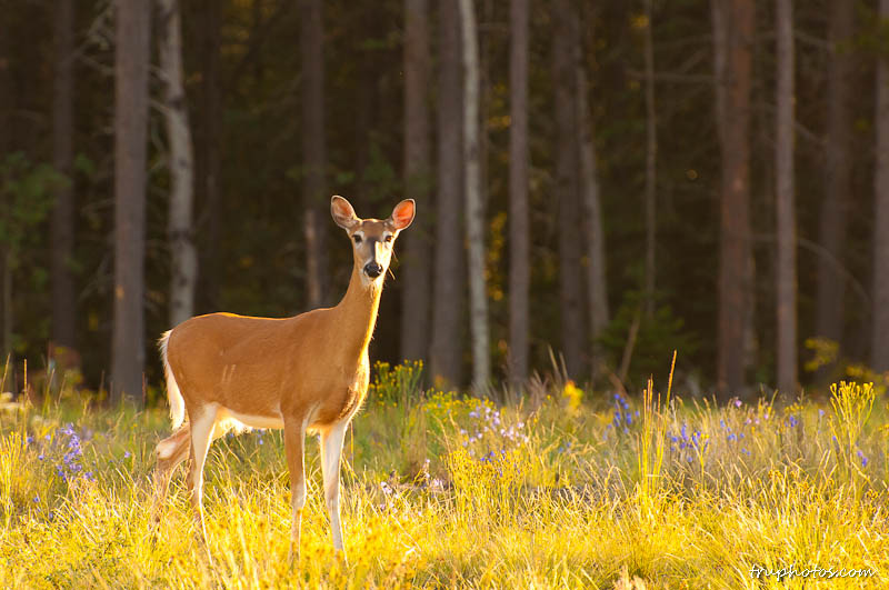 White-tailed deer