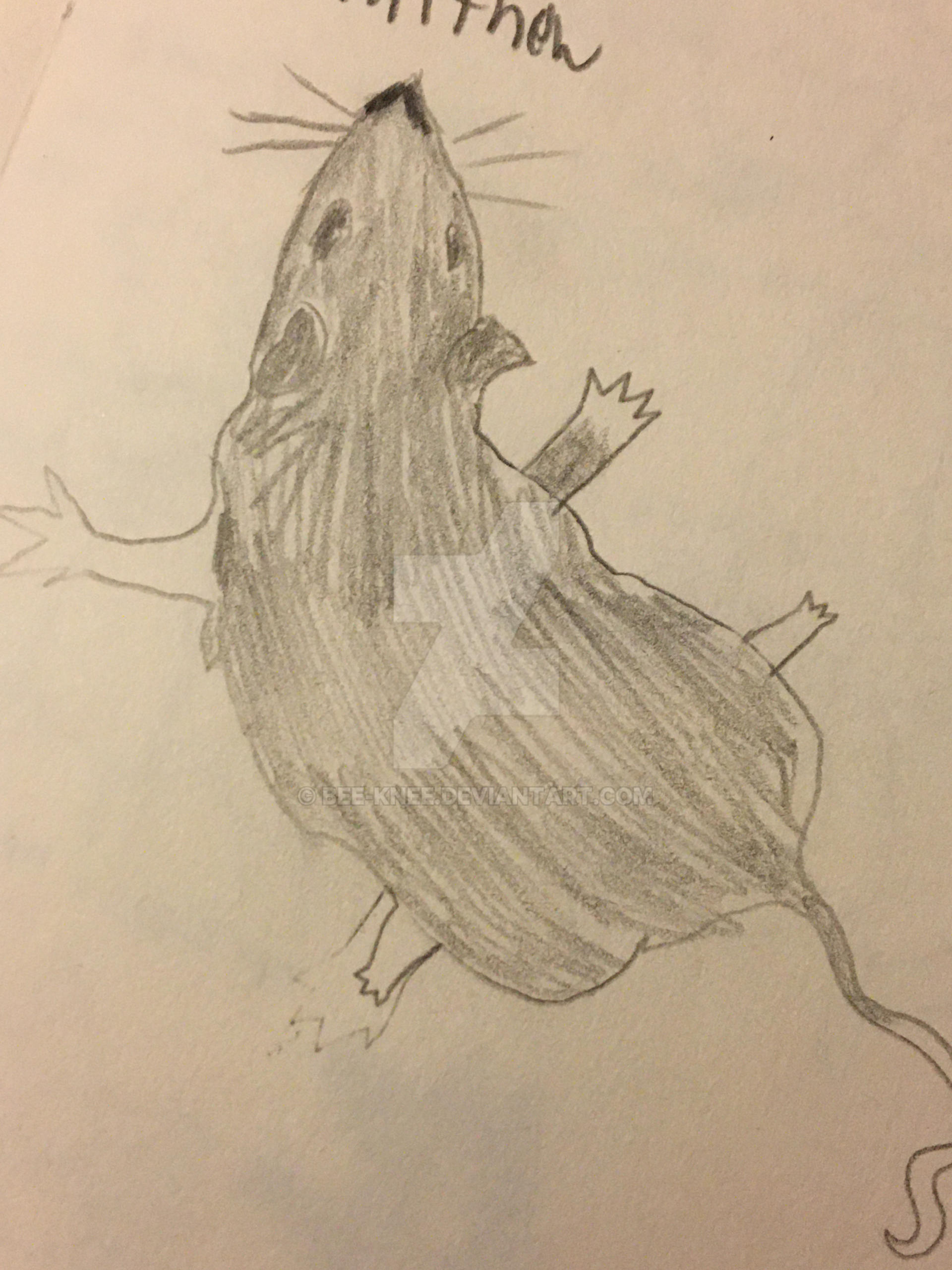 Ratthew By Bee knee On DeviantArt ratthew-by-bee-knee-on-deviantart