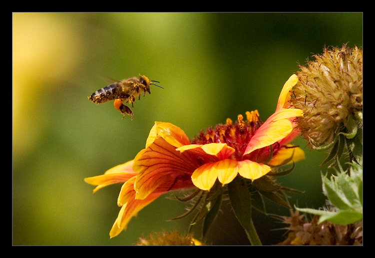 Buzzing Around