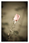 Rosebud by RaVeN8472