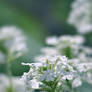 White Verbena 2