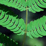 Fern Frond