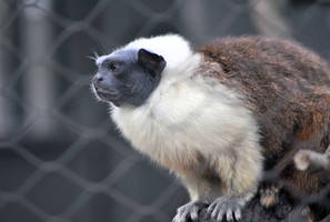 Tamarin