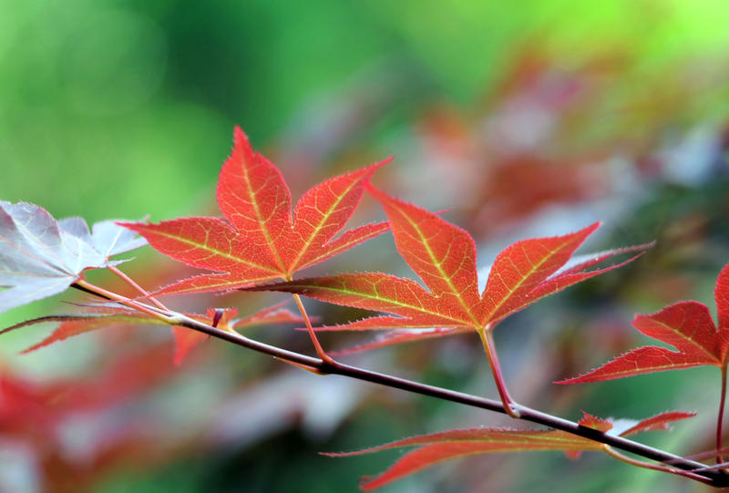 Japanese Maple Leaves by satellite-unknown