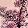 Pink Treescape