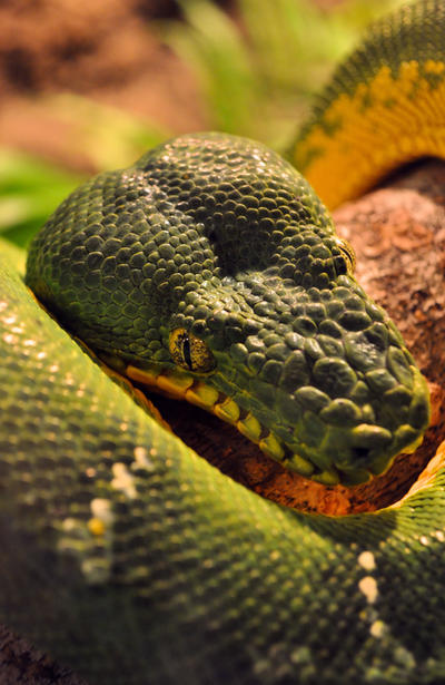 Emerald Tree Boa