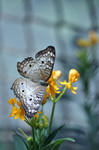 White Peacock Butterfly + Yellow Milkweed by satellite-unknown