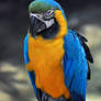 Blue and Gold Macaw