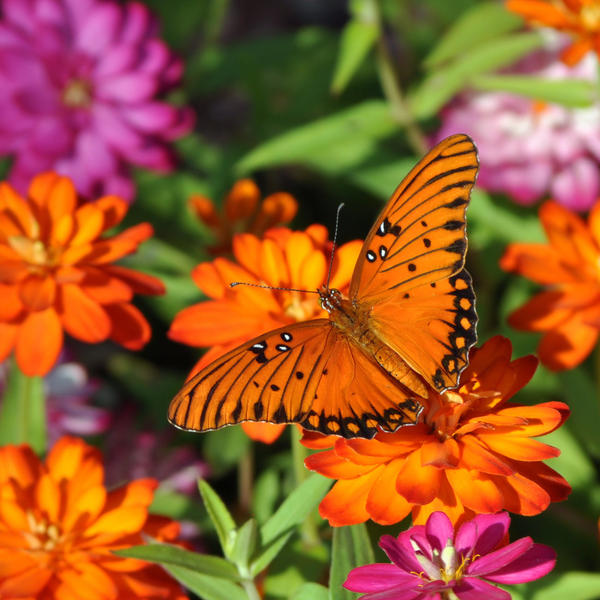 Gulf Fritillary Butterfly + Zinnia -square-